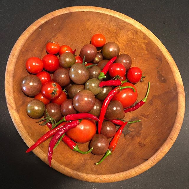 Grew some stuff. Gotta make some stuff. #wintergarden