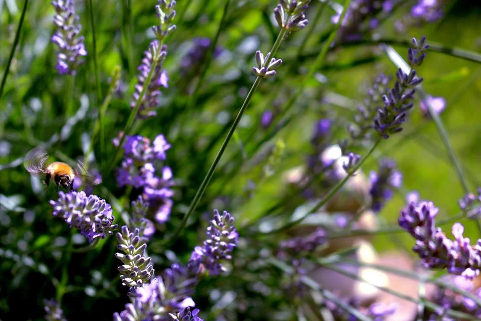 Bees enjoying Lavender flowers during summer (Photo credit: Isabelle Colas)