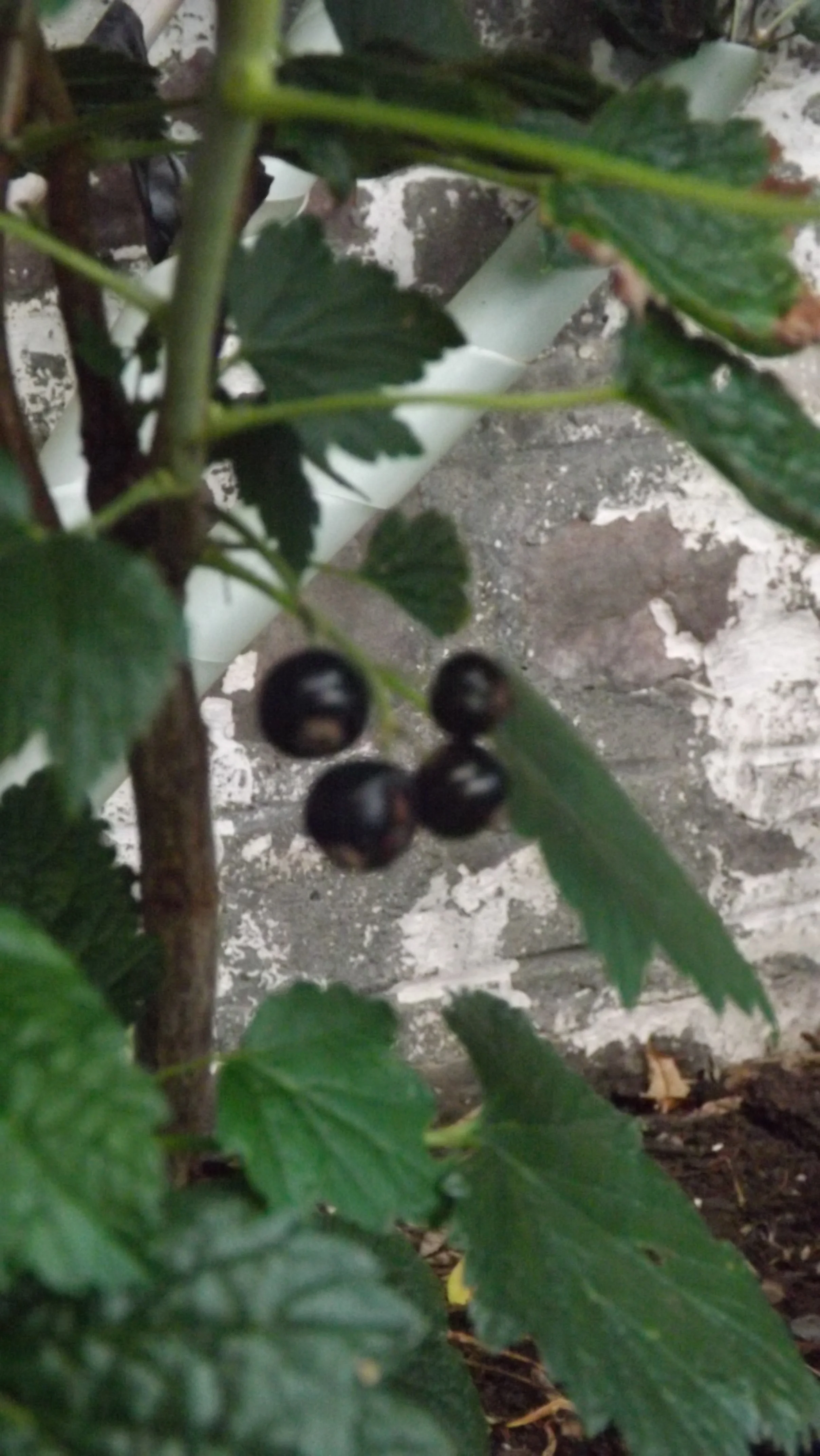 DSCF6030.JPG
