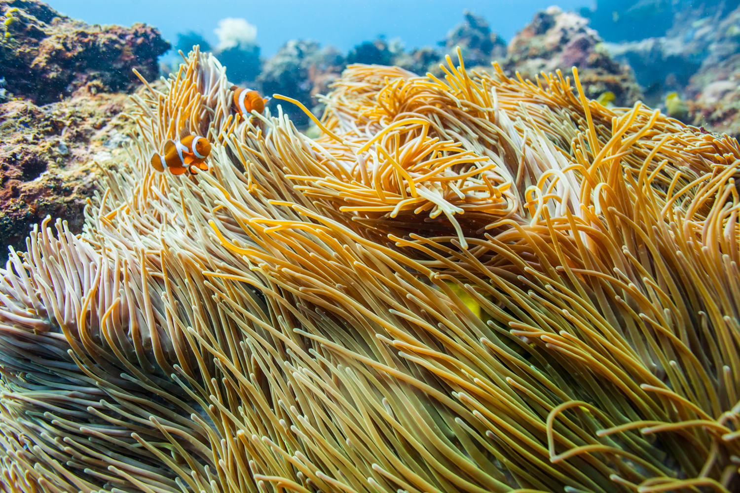 False clown anemonefish