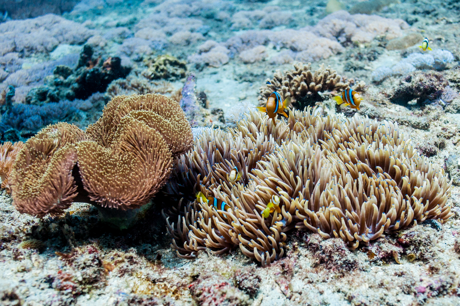 Clark's anemonefish