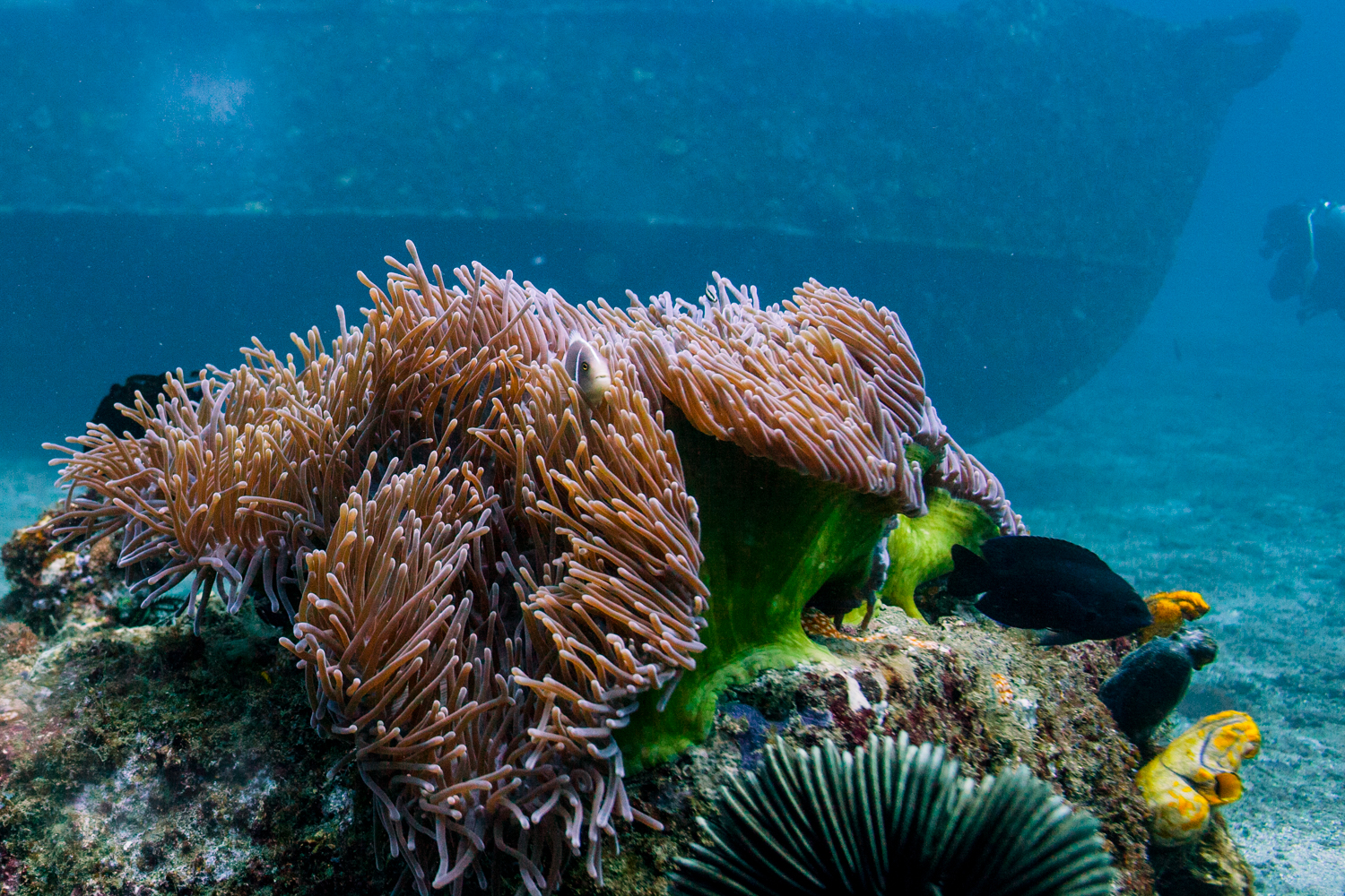 Pink anemonefish