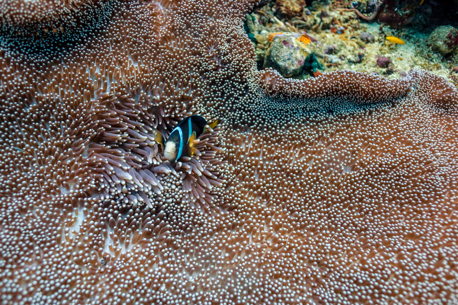 Clark's anemonefish?