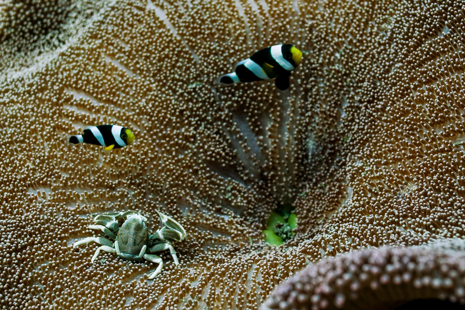 Saddleback anemonefish and spotted porcelain crab