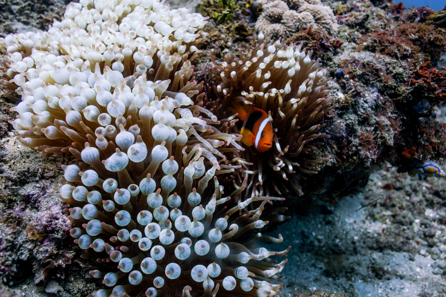 Red and black anemonefish