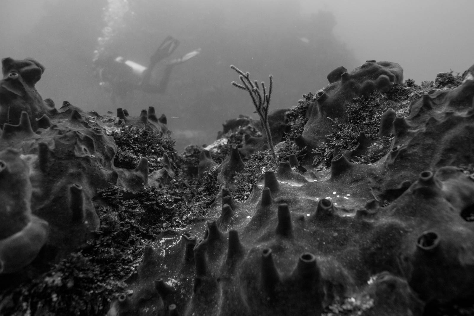 sponge city