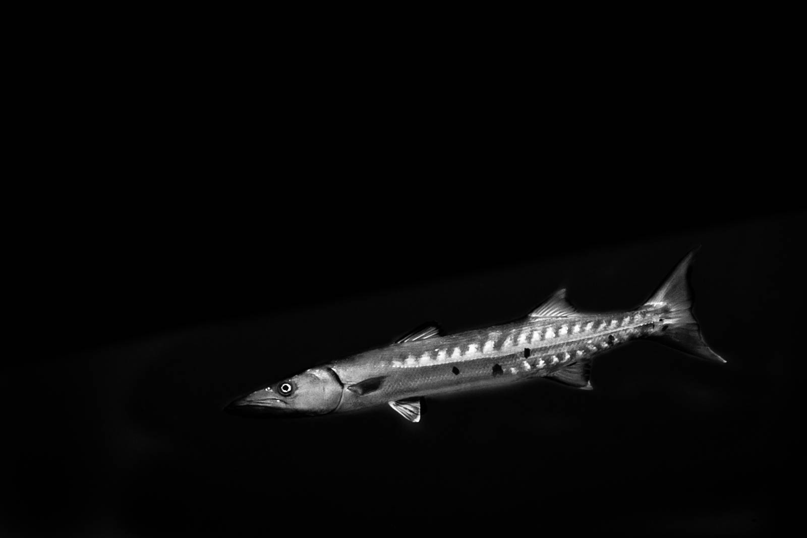 barracuda!