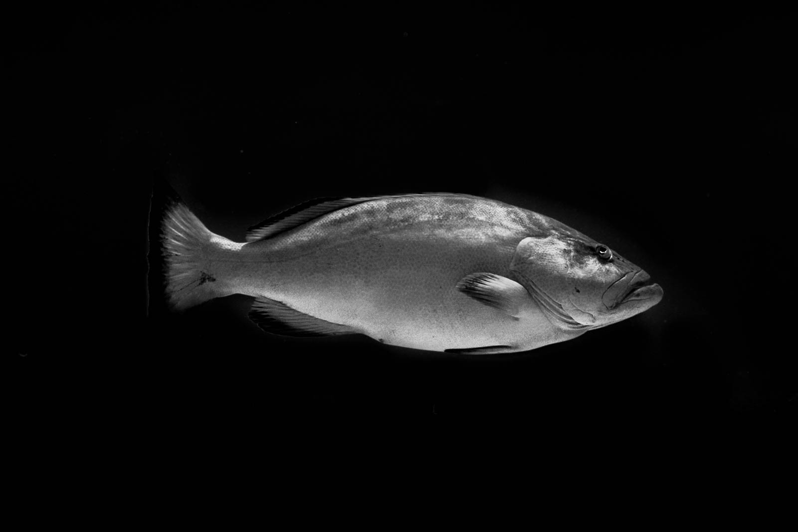 a behemoth black grouper