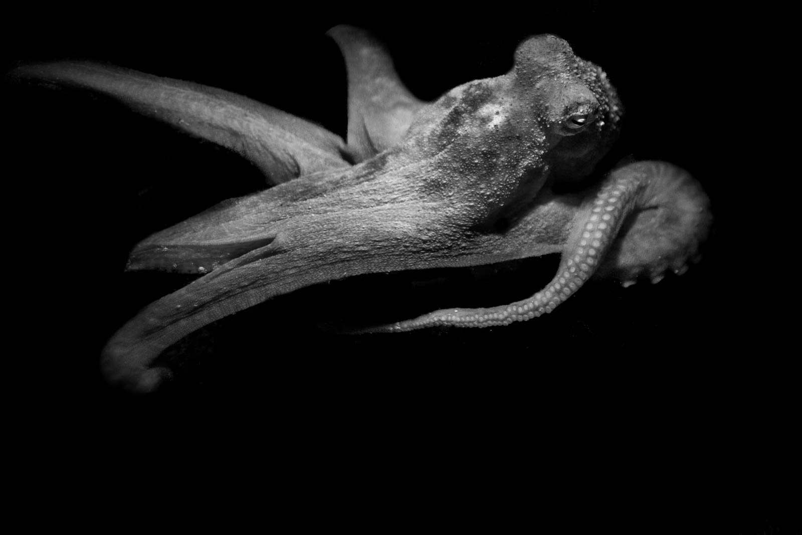 reef octopus