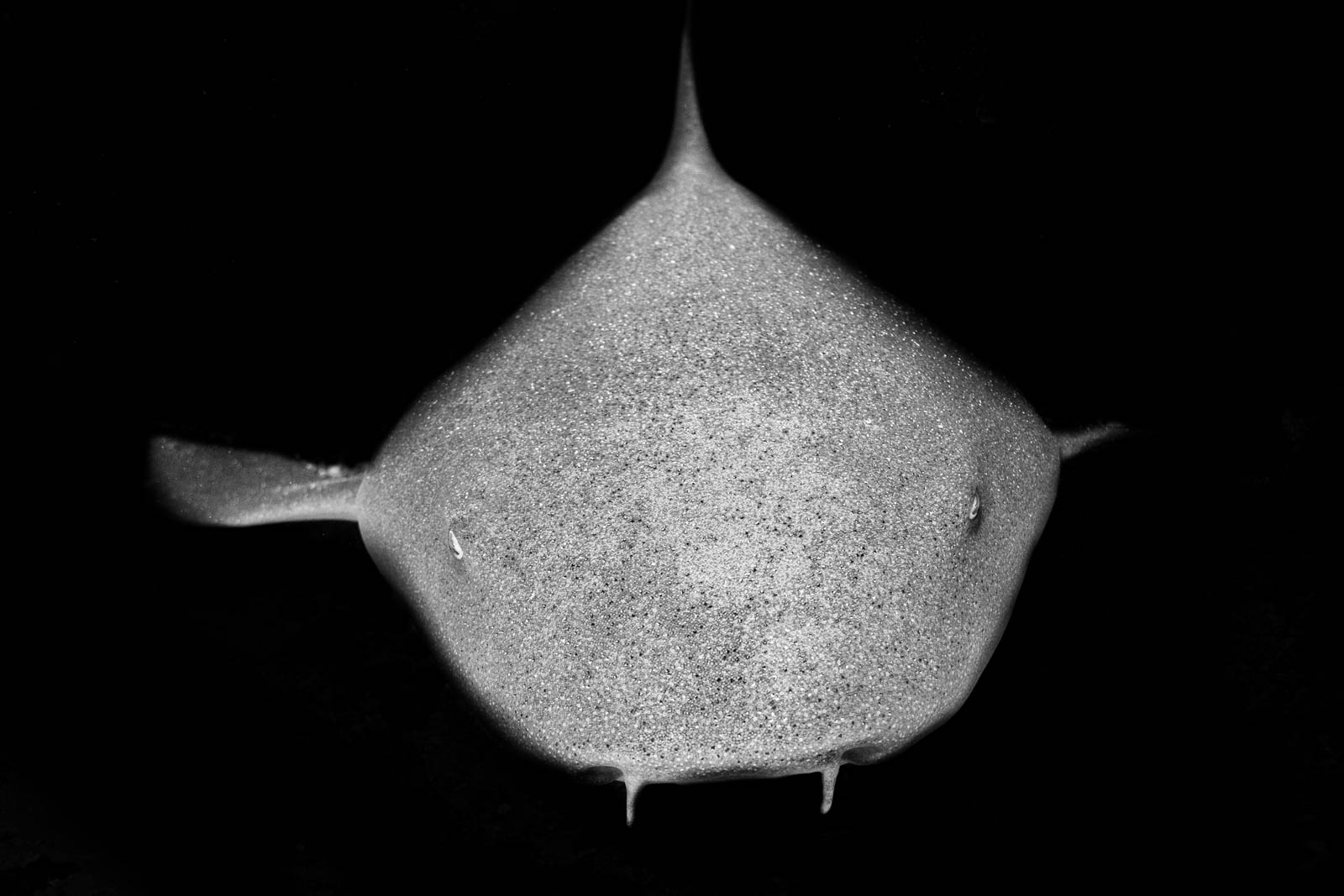 Nurse shark