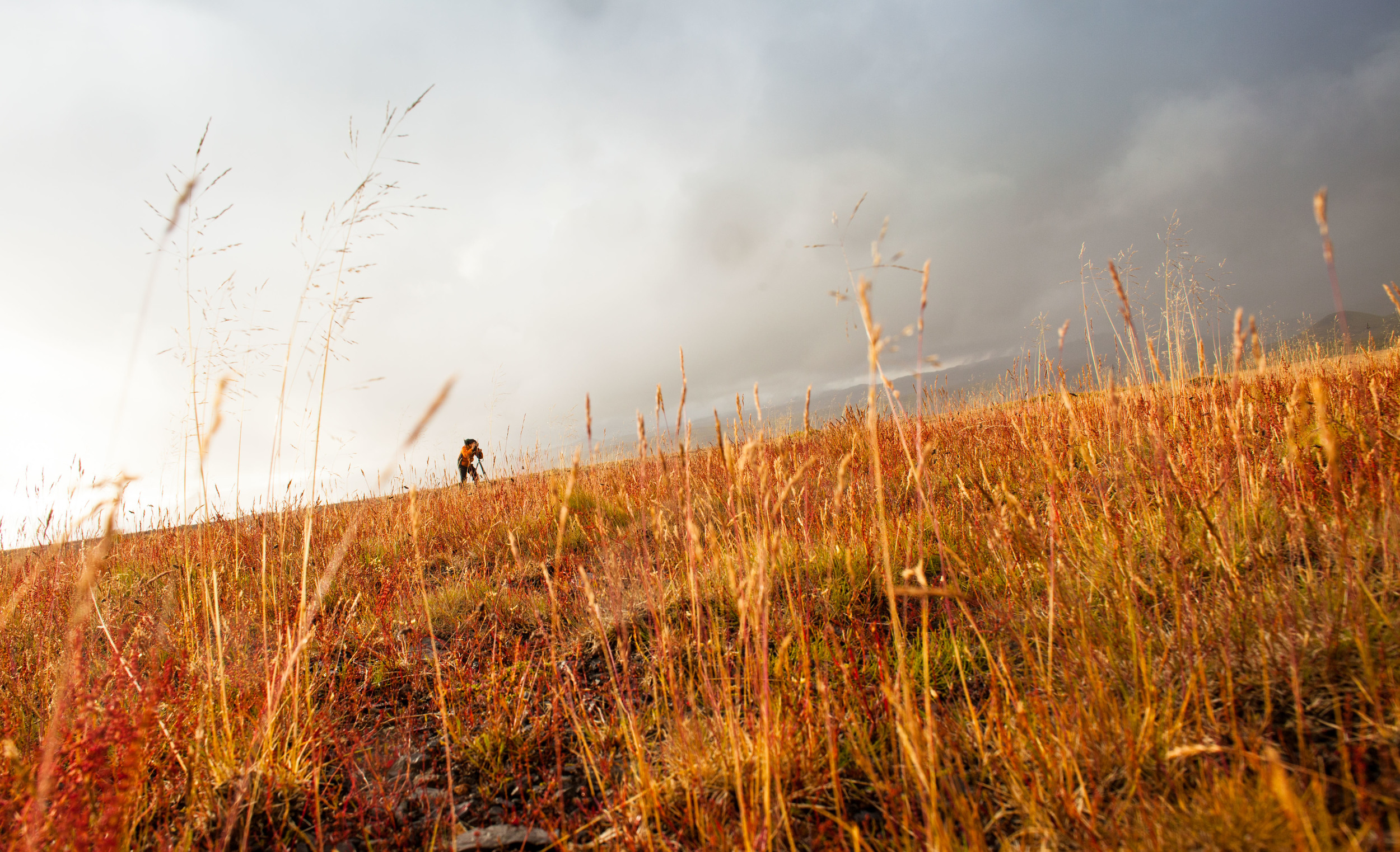 Somewhere along the south of Iceland, a storm is rolling into a brilliant orange field of grass.