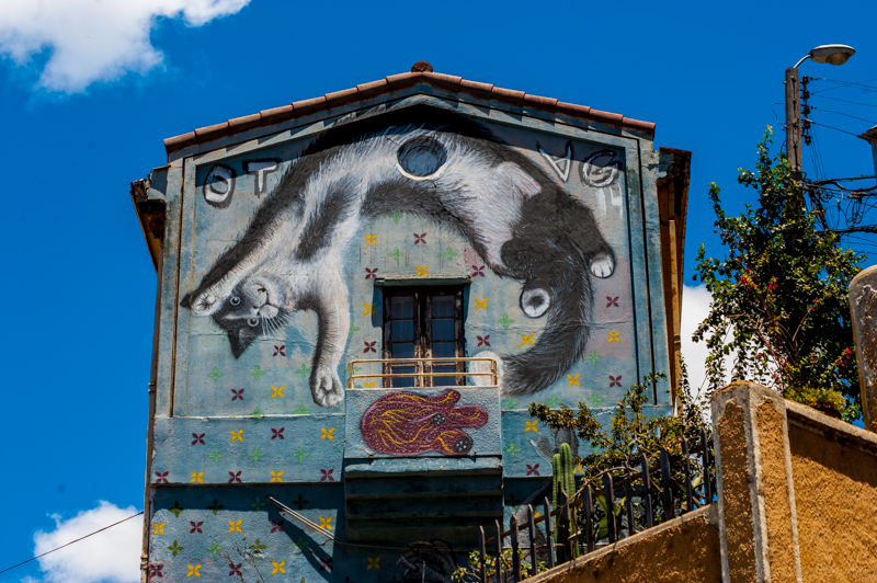 Gato. They like cats here. So do we.