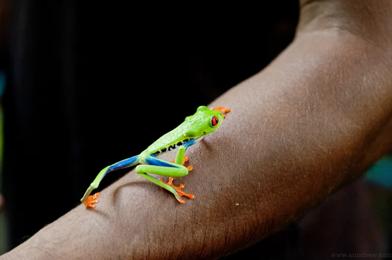 Frog on Arm