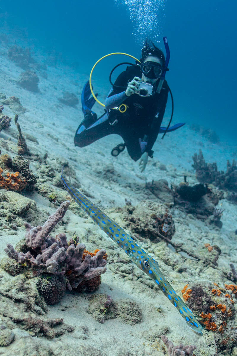 ~2ft long huge cornetfish