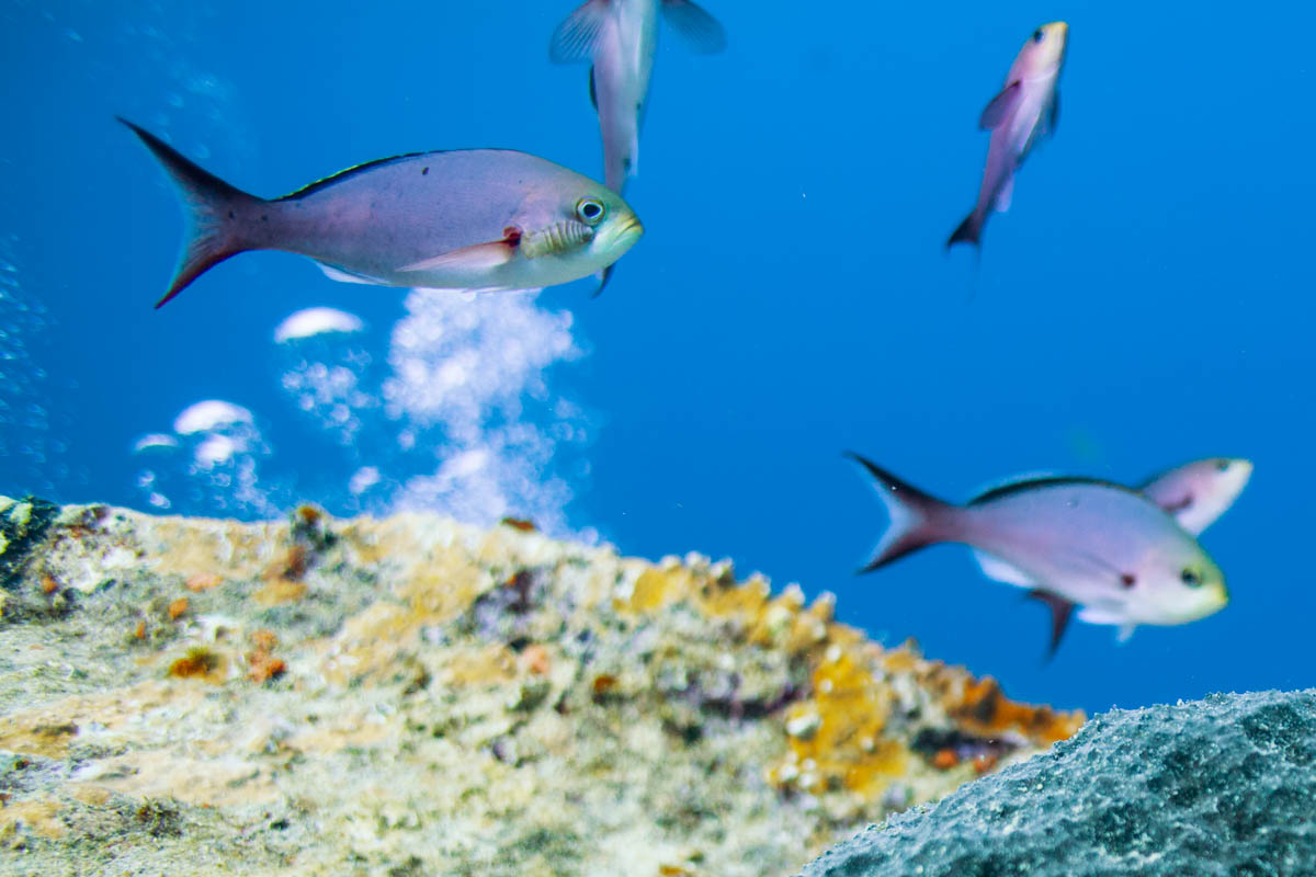See the isopod (parasite) on the cheek of that chromis??