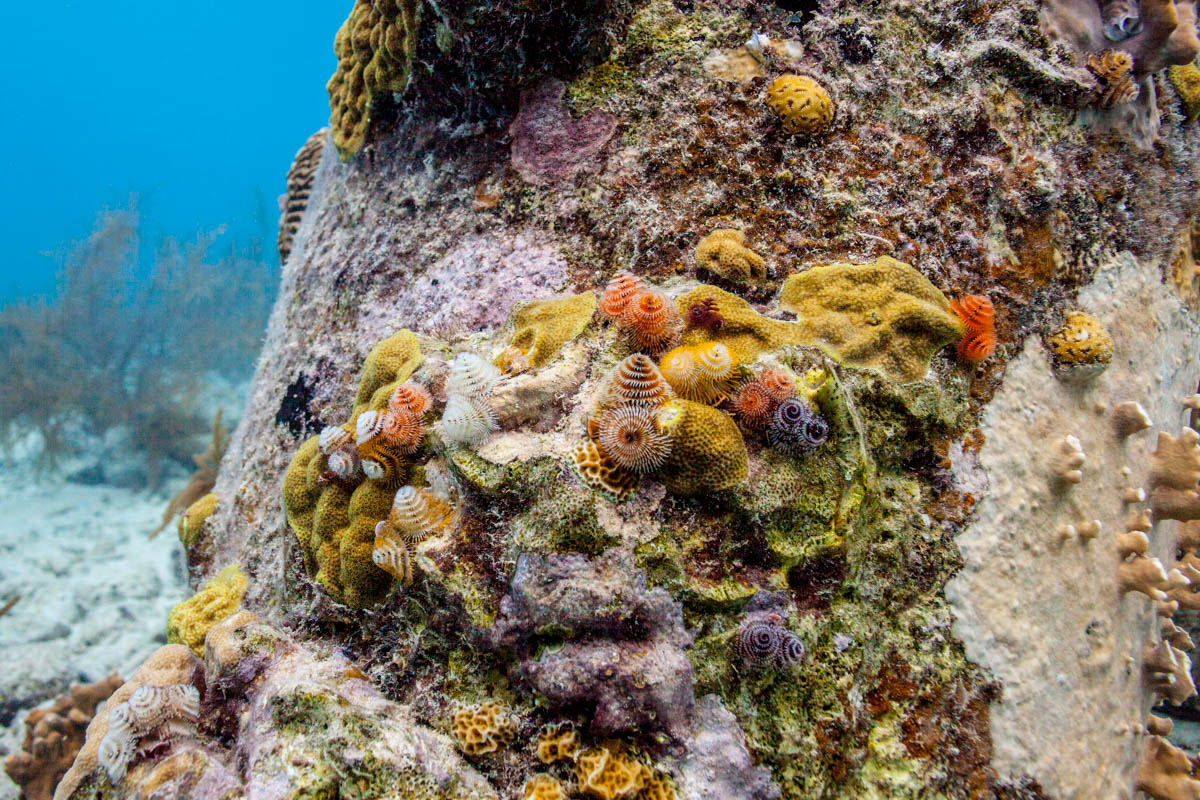 colorful christmas tree worms