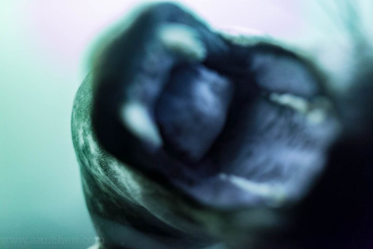 chomp.