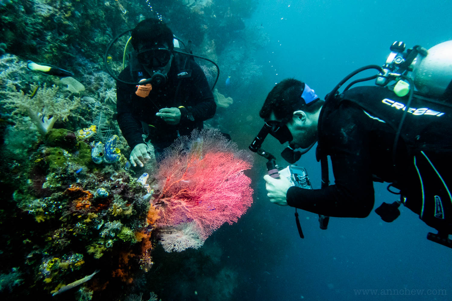 Abner showing us some pygmy seahorses.