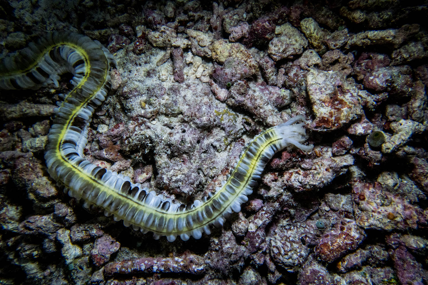 Lion's paw sea cucumber, aka worm fish, medusa worm, sticky snake sea cucumber, or Godeffroy's sea cucumber (Euapta godeffroyi). Feeds on plankton and nightmares of divers.