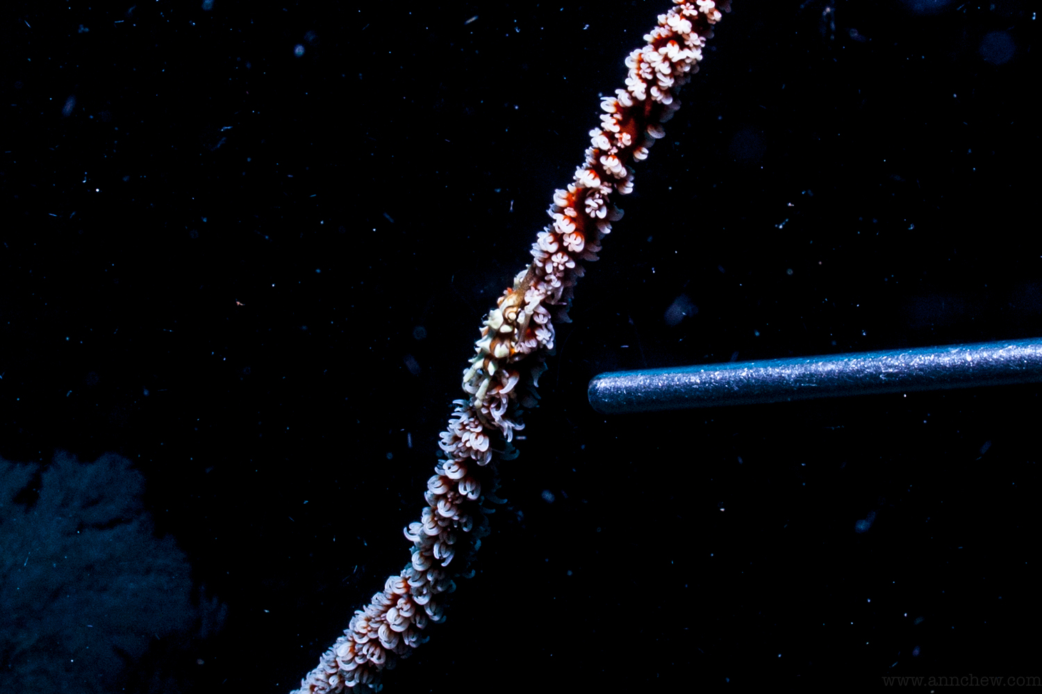 A wire coral crab (Xenocarcinus tuberculatus) on a sea whip.