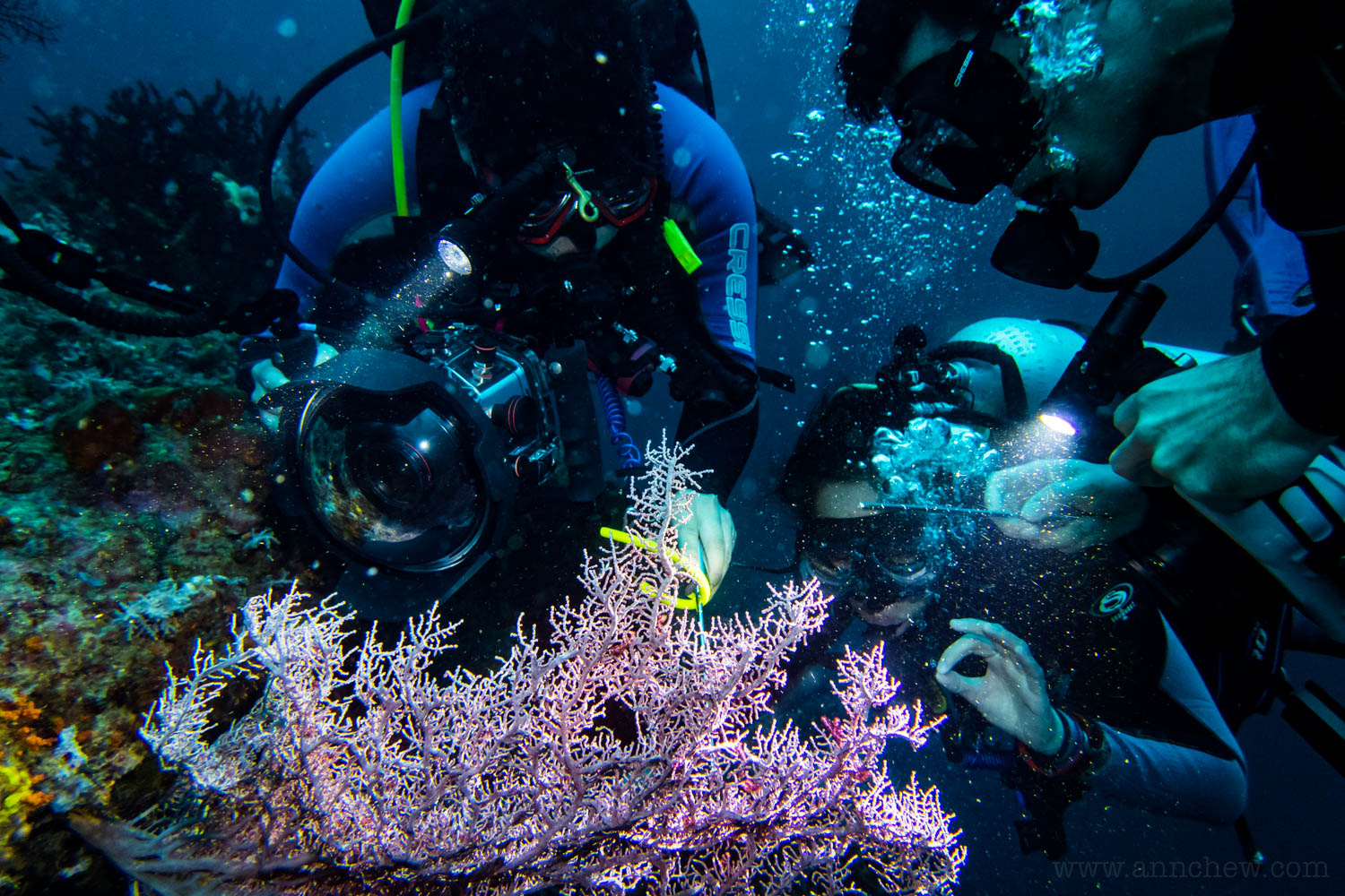 Chewie, Grace, and Matt all crowded over a sea fan looking for a Bargibanti pygmy sea horse.