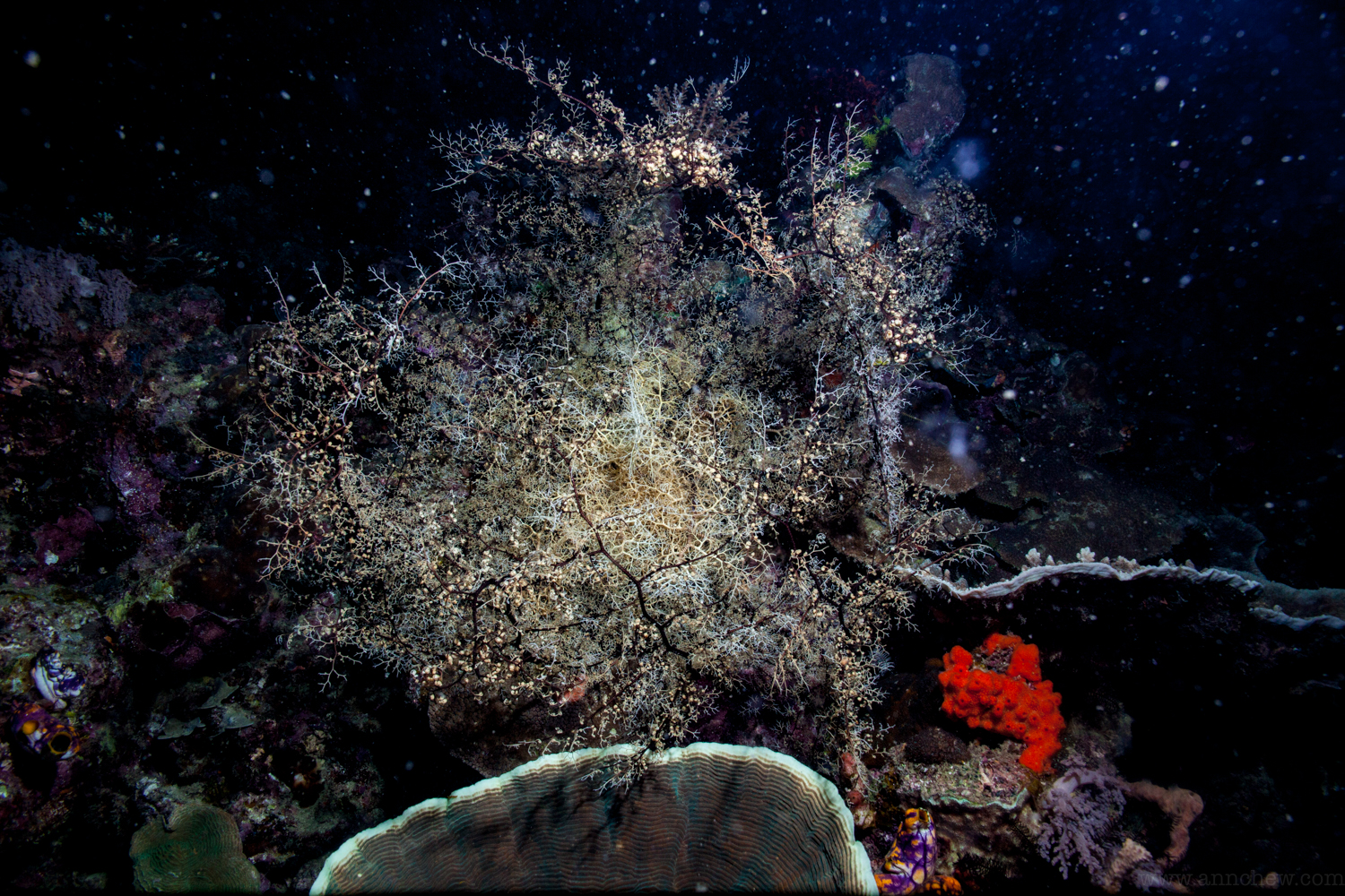 Basket star... creepy crawly. 
