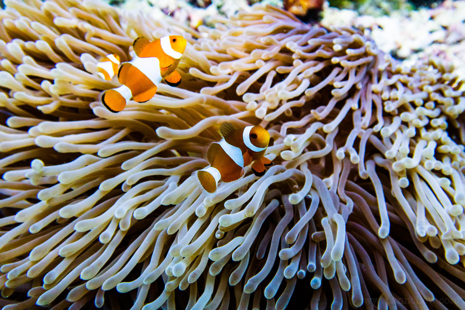 We've taken way too many anemone photos – these guys are just so cute!