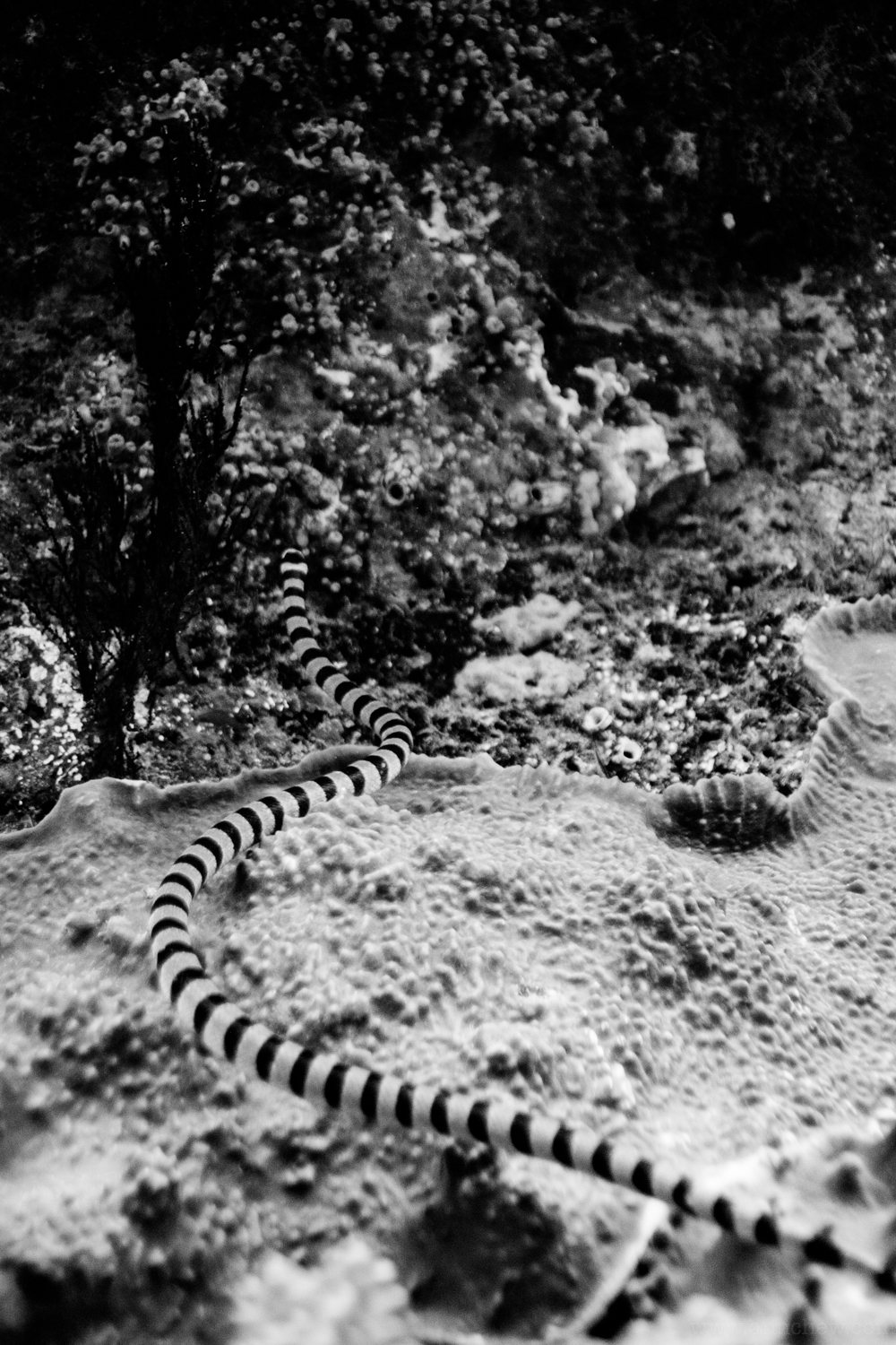The sea krait that completed our Bingo.