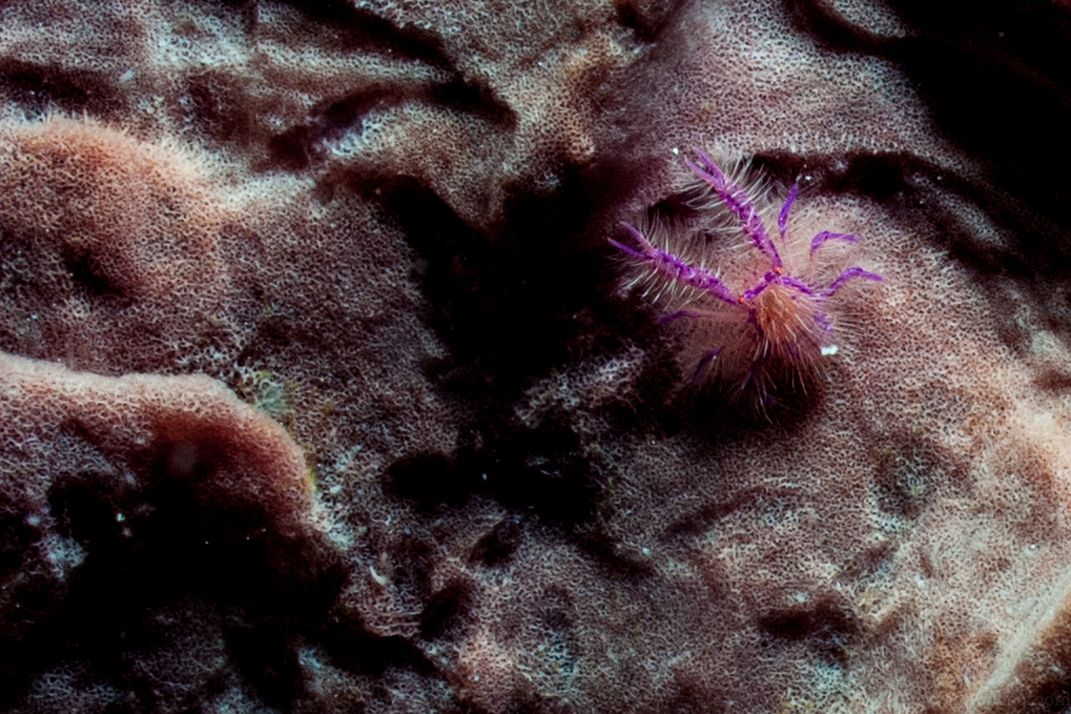 Squat lobster!