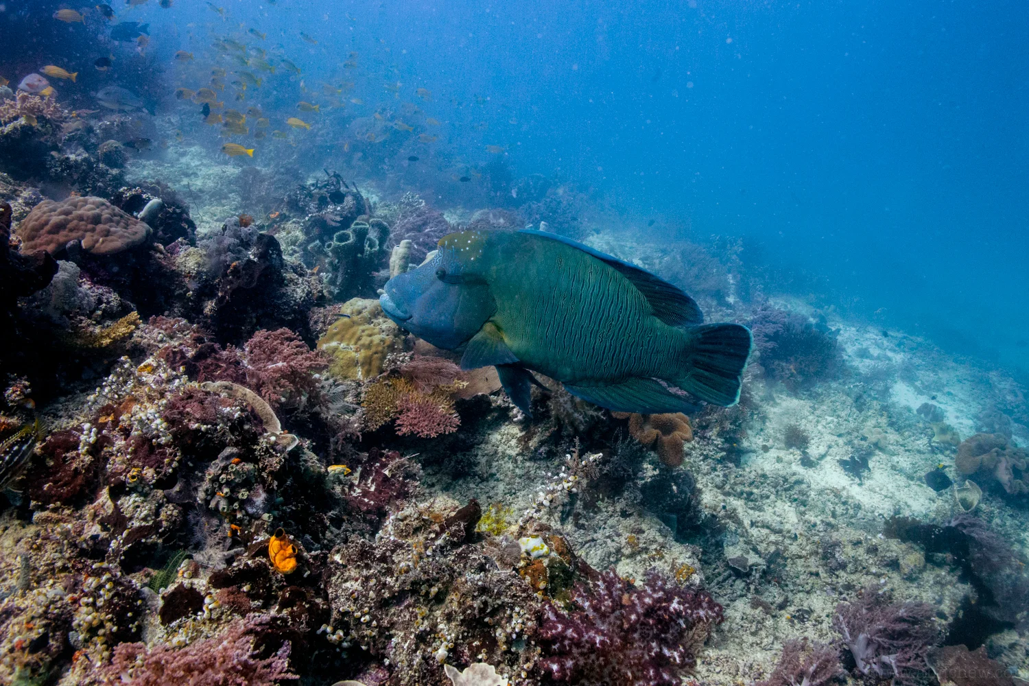 IMG_9852.jpg
