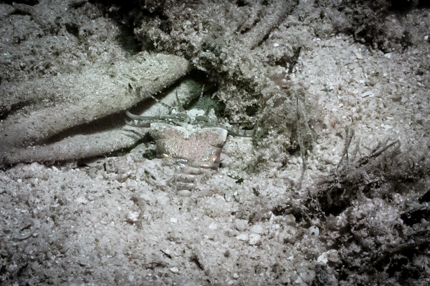 That's a bobbit worm!