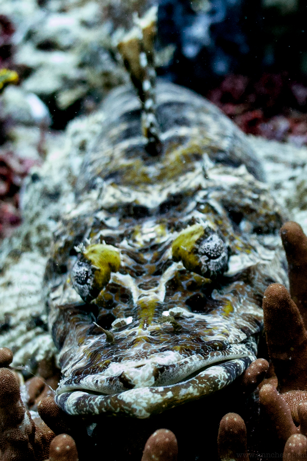 Crocodile fish