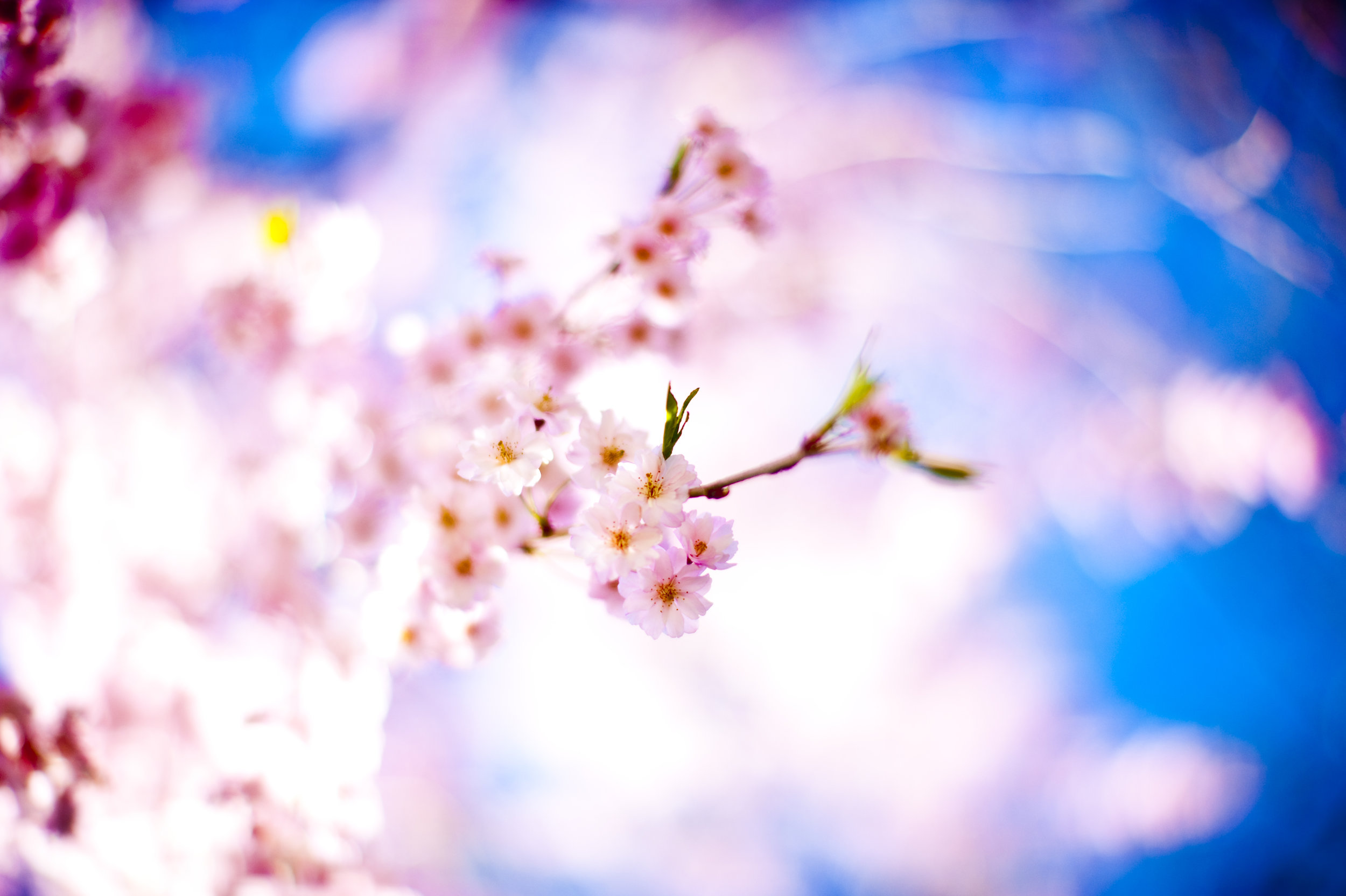 Spring blossoms