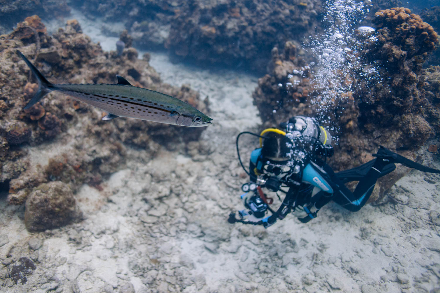 Just a mackerel photo-bombing us