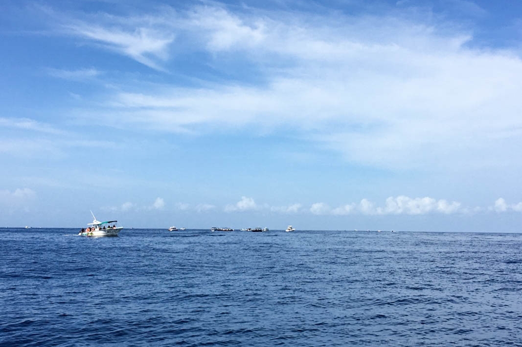 when there’s blood, or whale sharks, in the water…