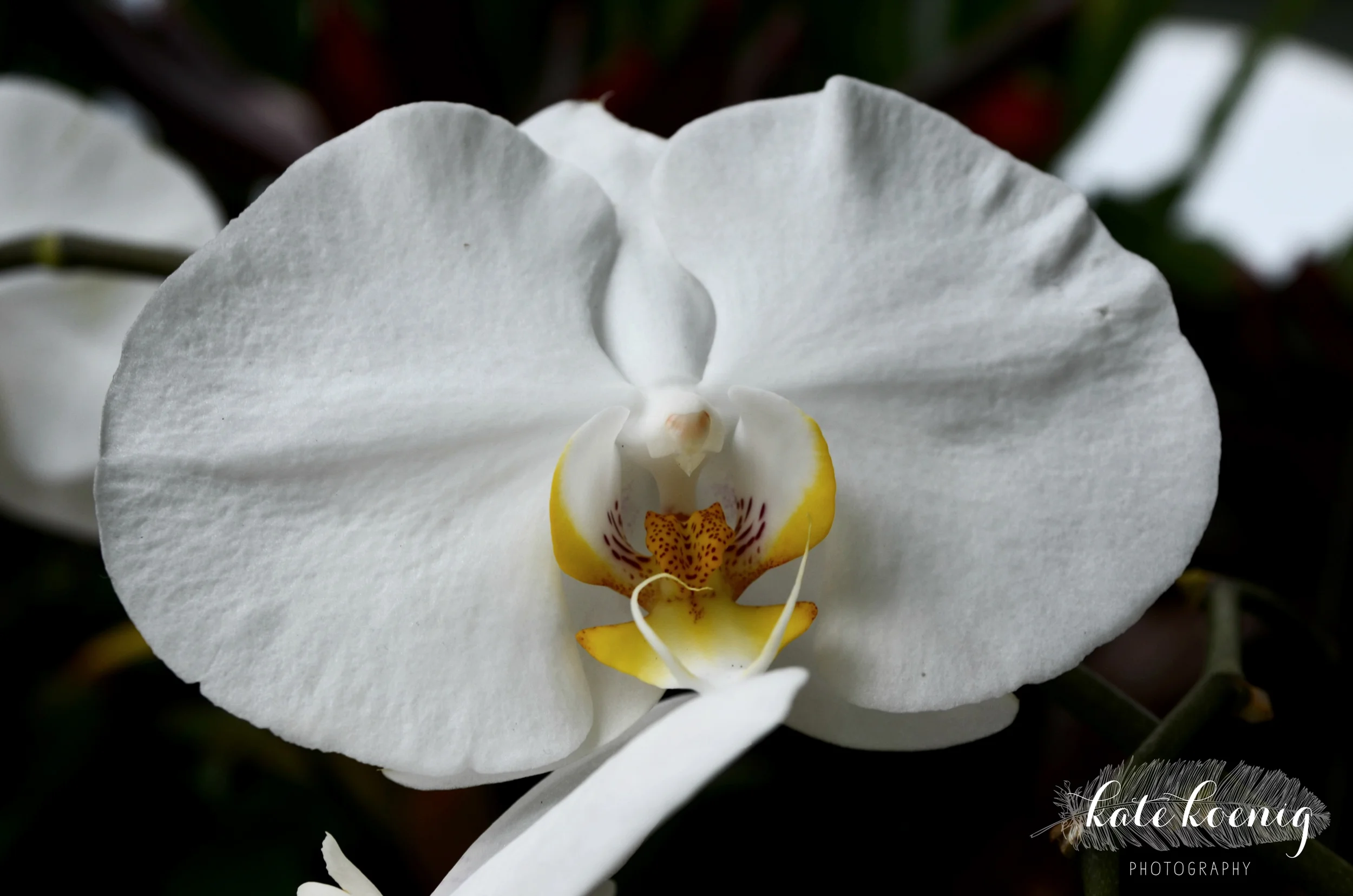 ]]]]]]]]]ORCHID 2.jpg