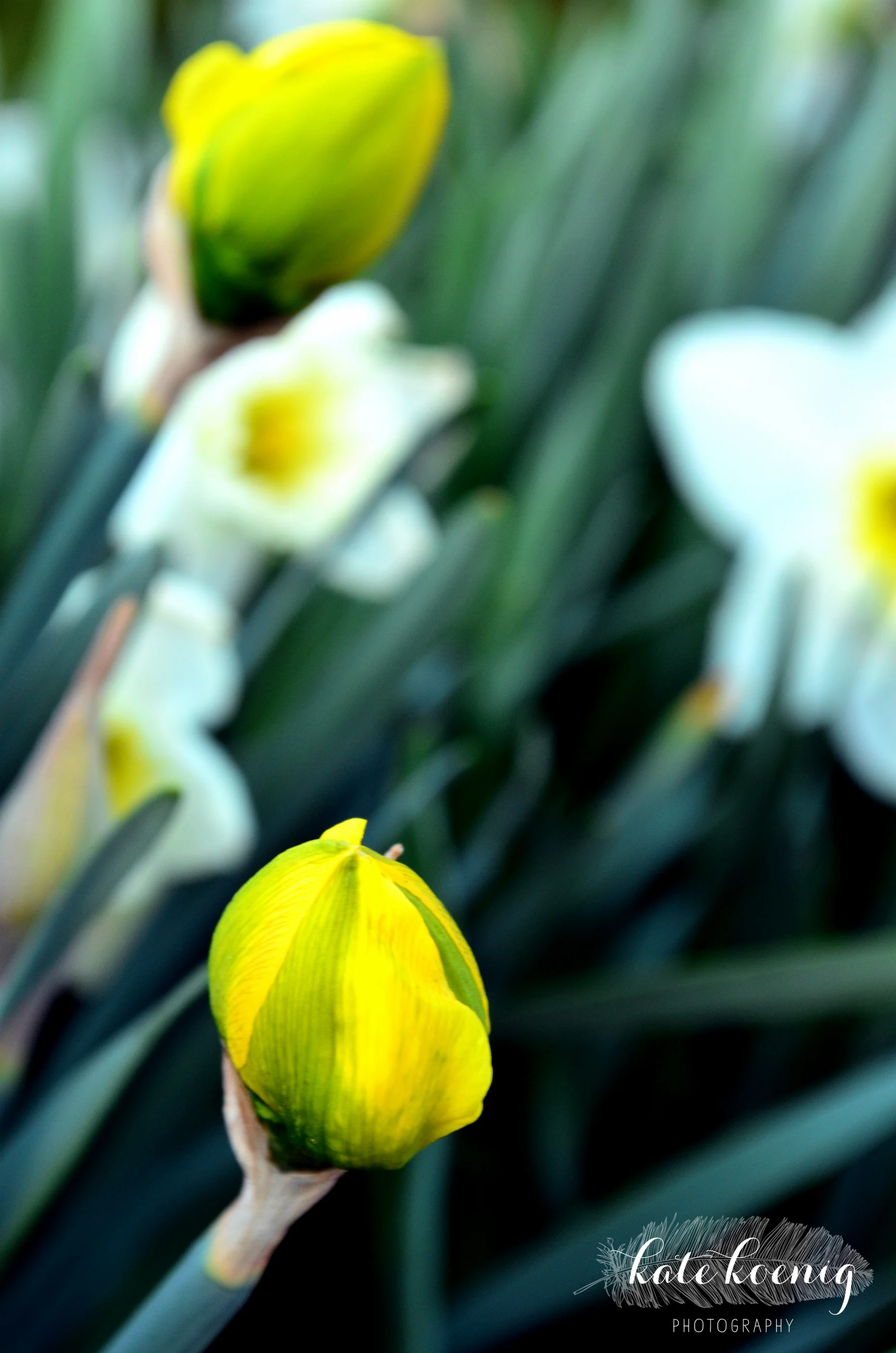bulbs.jpg