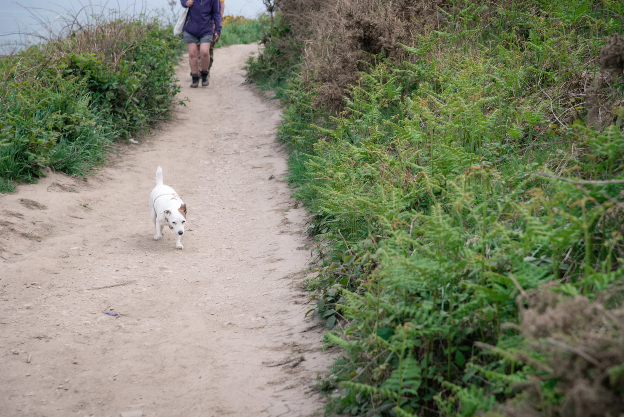 Dogs often went without leashes. 