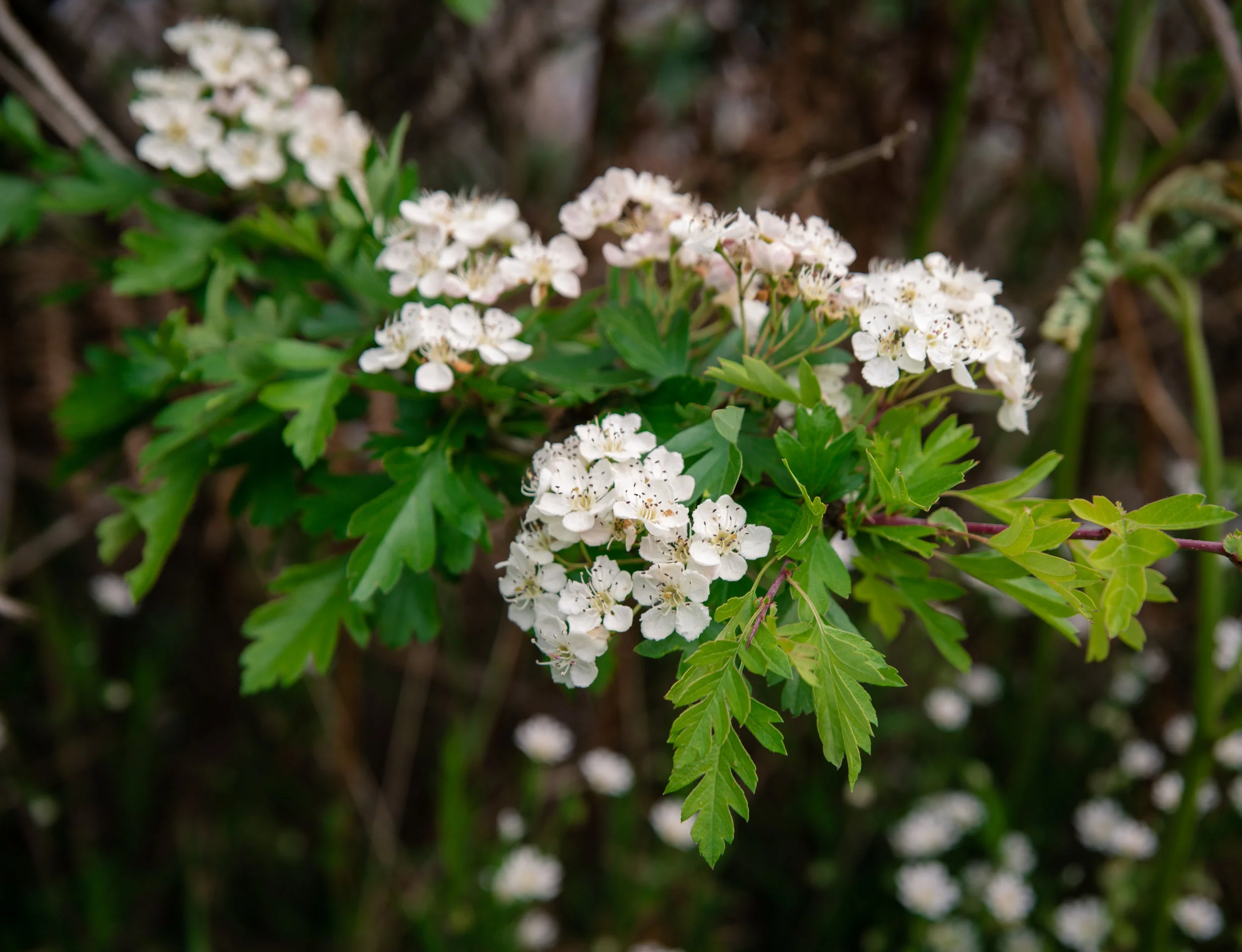 DSC_6087.jpg