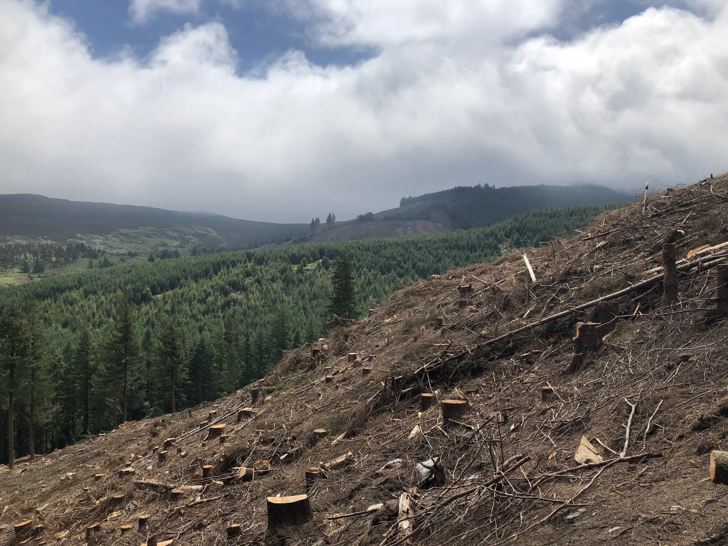 It was sad to see so many trees cleared. 