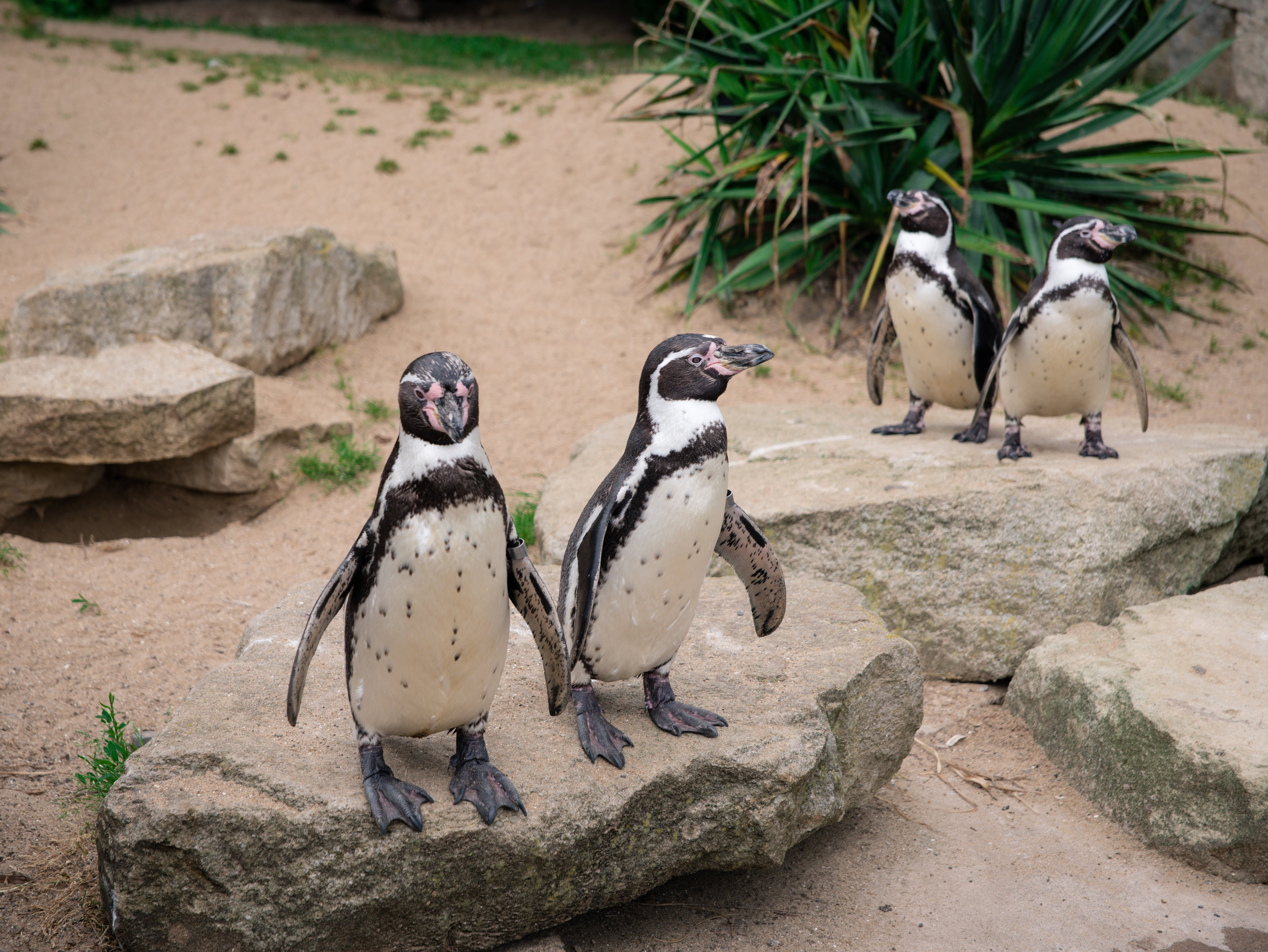 The mating penguins are the ones in the back! (Not the picture of course haha)