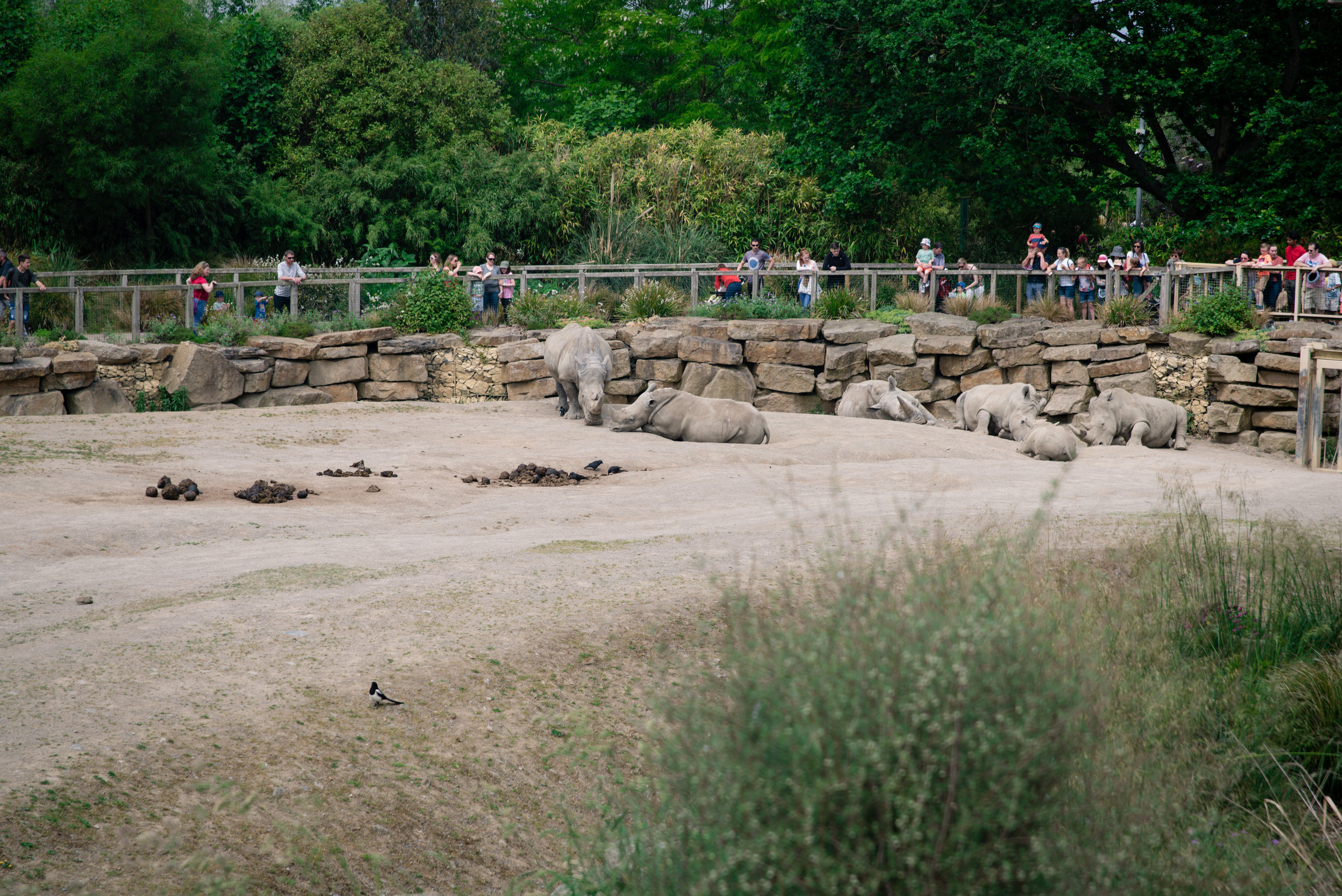 The Rinos were all snoozing as I walked around the enclosure. 