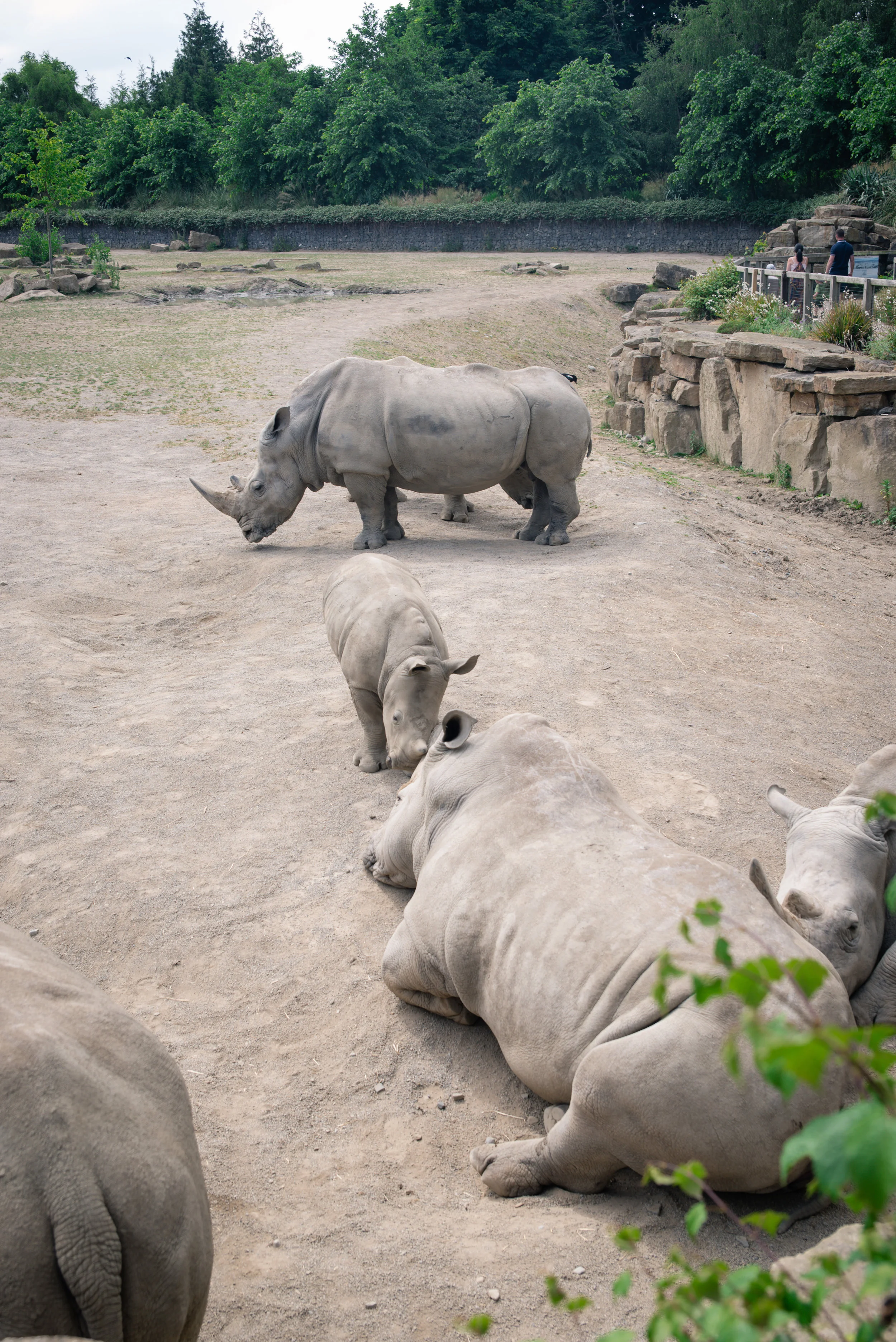 Not today little Rino