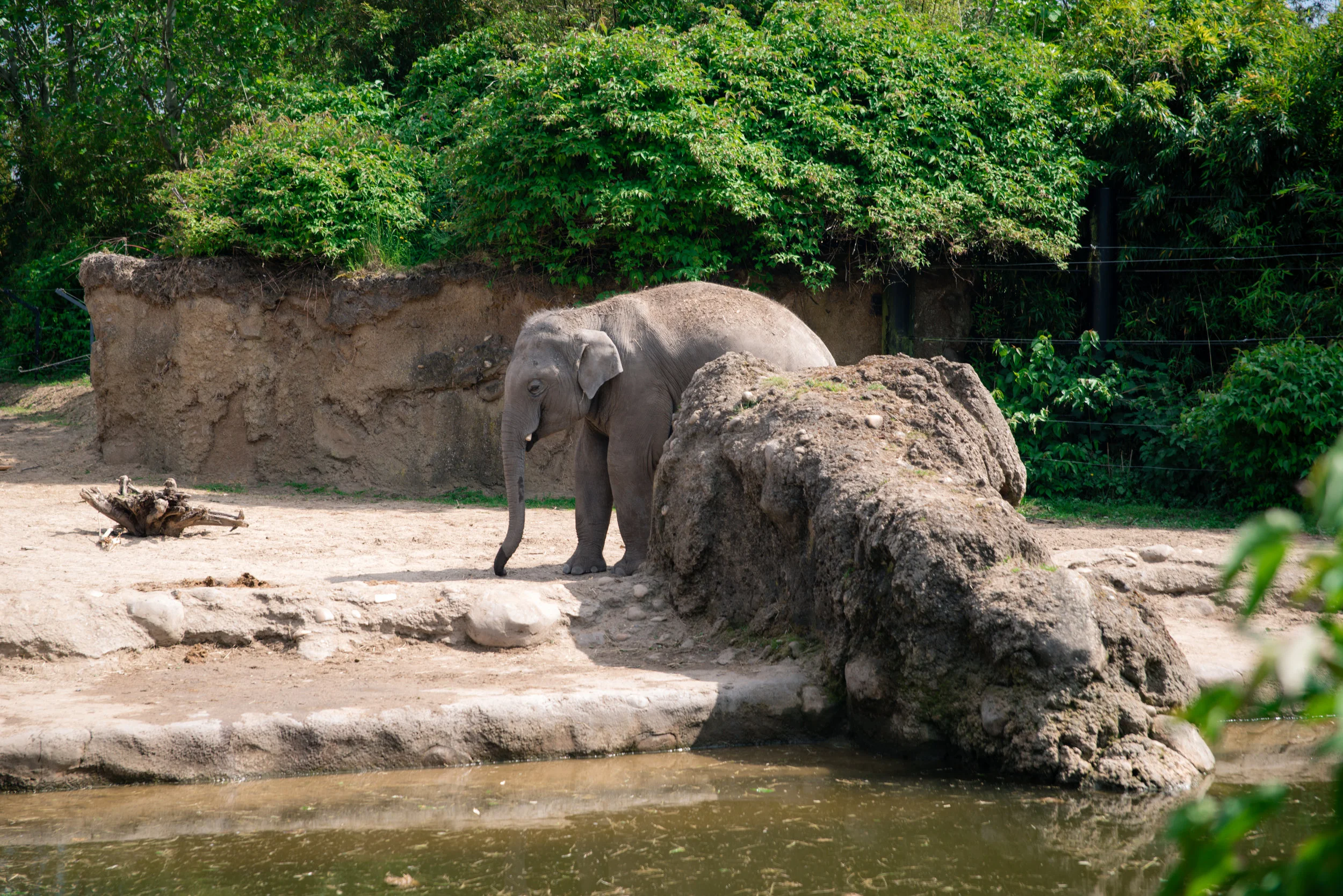 And finally the Elephants! 