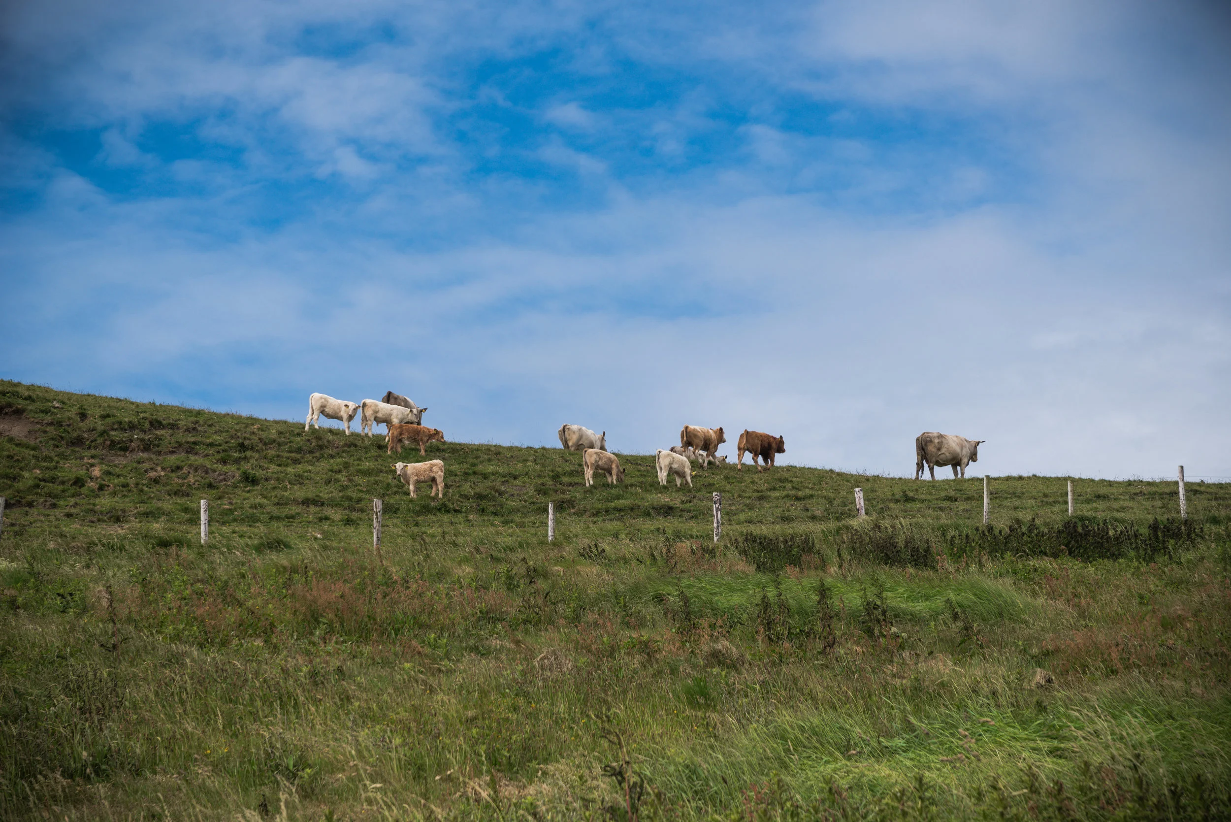 AND MORE COWS! 