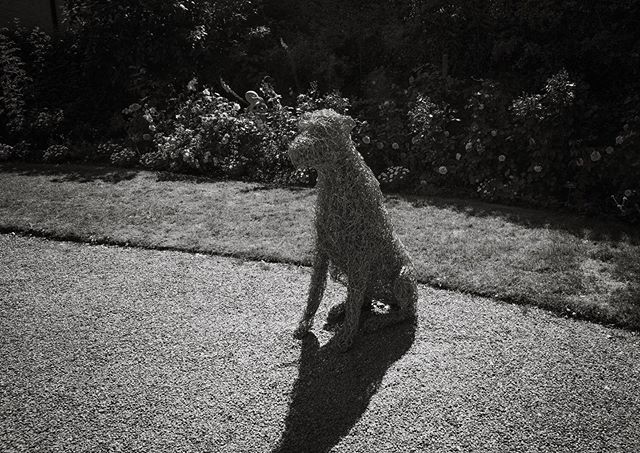 This Dog Sculpture on the Blarney Castle grounds was indeed, a good boy. &bull;
&bull;
&bull;

#irish_daily #irish🍀 #ireland #ireland🍀 #irelandtravel #ireland_gram #blarneycastle #blarneystone  #travelblogger #traveldrops #photography #lightroom  #