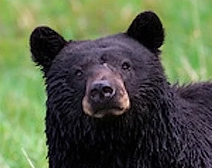 Wintergreen is Bear Smart. Learn how the WTG community and the bears live together here .
