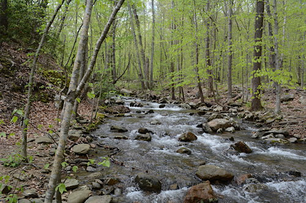 Pauls Creek spring 2019 copy.jpg