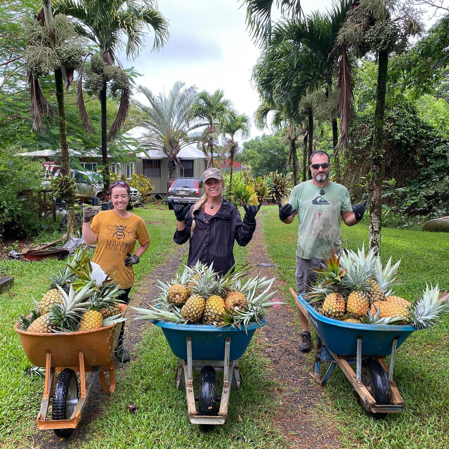 Got Sugarloaf Pineapple?! We love this time of year even if it&rsquo;s our busiest! These delicious white sugarloaf pineapple are found in only a couple places in the world and are seriously out of this world! Creamy and sweet and extremely low acid.