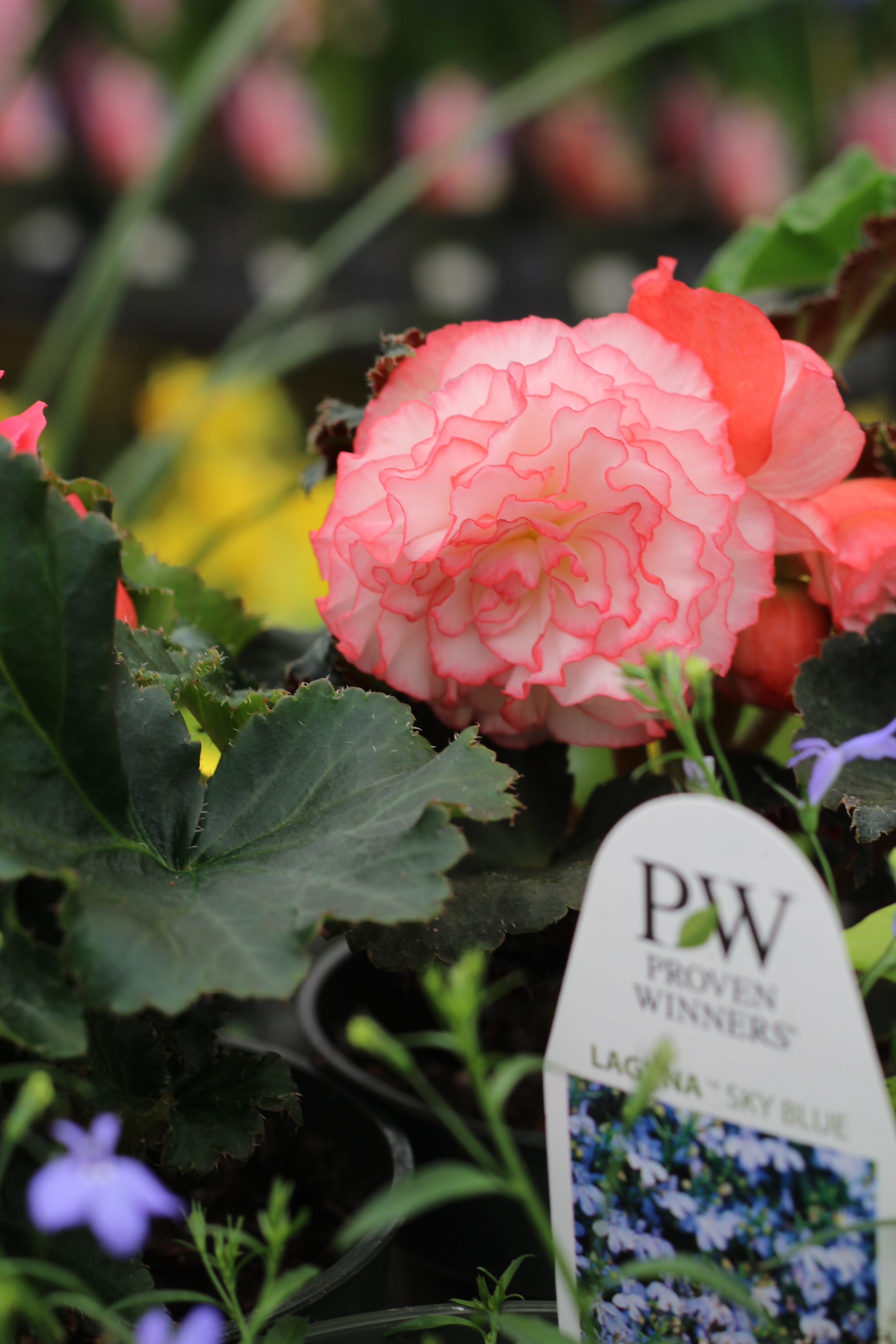 Begonias are a go to plant if you are placing a pot in a shadier location. 